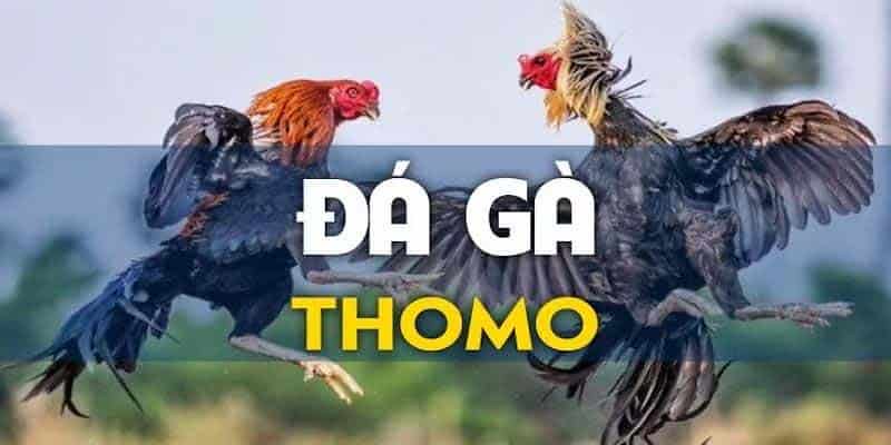 Cần lưu ý gì khi trong quá trình đặt cược trực tiếp thomo 24/7